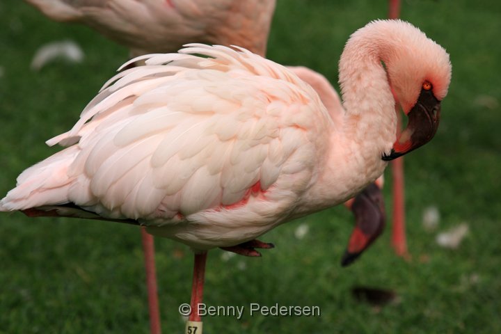 lille flamingo IMG_0774.jpg - Lille Flamingo (Phoeniconaias minor)