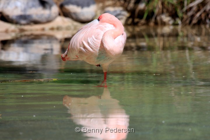 lille flamingo IMG_3483.jpg - Lille Flamingo (Phoeniconaias minor)