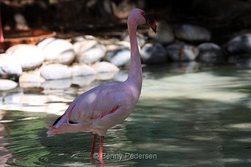 lille flamingo IMG_3484.jpg - Lille Flamingo (Phoeniconaias minor)
