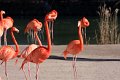 Flamingoer IMG_3366