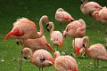 chilenske flamingo IMG_0763
