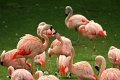 chilenske flamingo IMG_0764