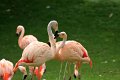 chilenske flamingo IMG_0765