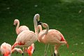 chilenske flamingo IMG_0766