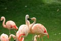 chilenske flamingo IMG_0767