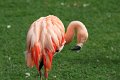 chilenske flamingo IMG_0771