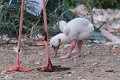 flamingo IMG_5499