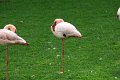 lille flamingo IMG_0768
