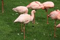 lille flamingo IMG_0773