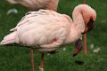 lille flamingo IMG_0774