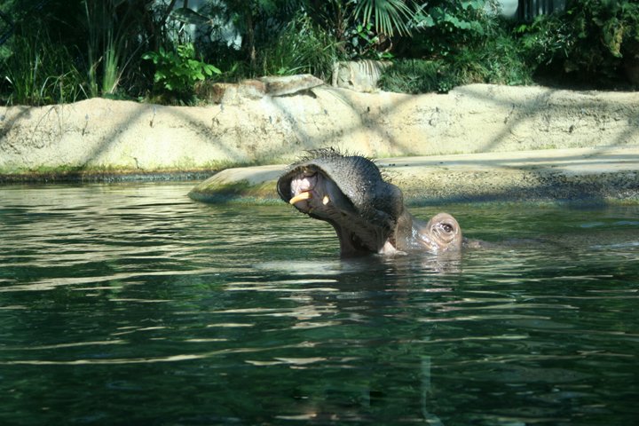 Flodhest IMG_1456.jpg - Flodhest (Hippopotamus amphibius)