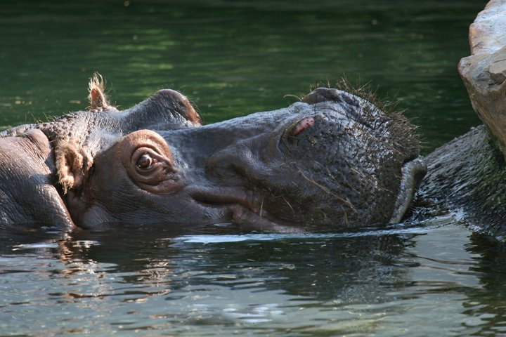 Flodhest IMG_1516.jpg - Flodhest (Hippopotamus amphibius)
