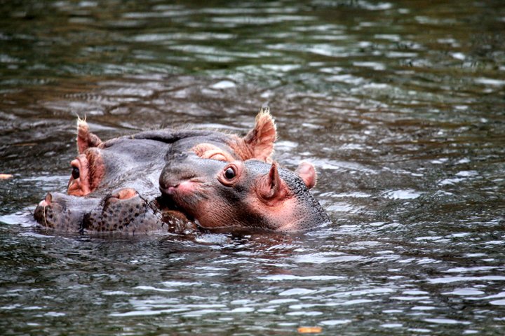 Flodhest IMG_2548.jpg - Flodhest med unge (Hippopotamus amphibius)