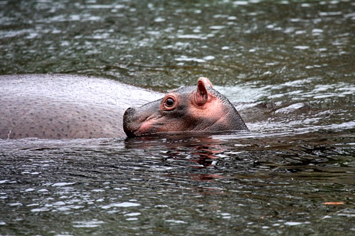 Flodhest IMG_2556.jpg - Flodhest unge (Hippopotamus amphibius)