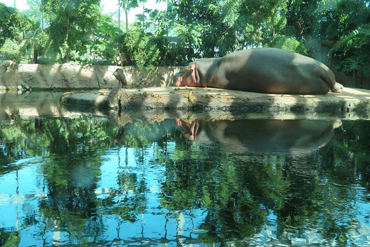flodhest IMG_2717.jpg - Flodhest (Hippopotamus amphibius)                               