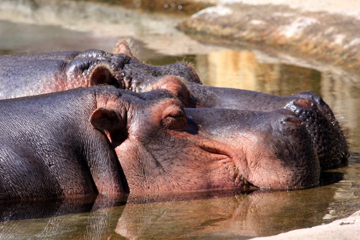 flodhest IMG_5116.jpg - Flodhest (Hippopotamus amphibius)