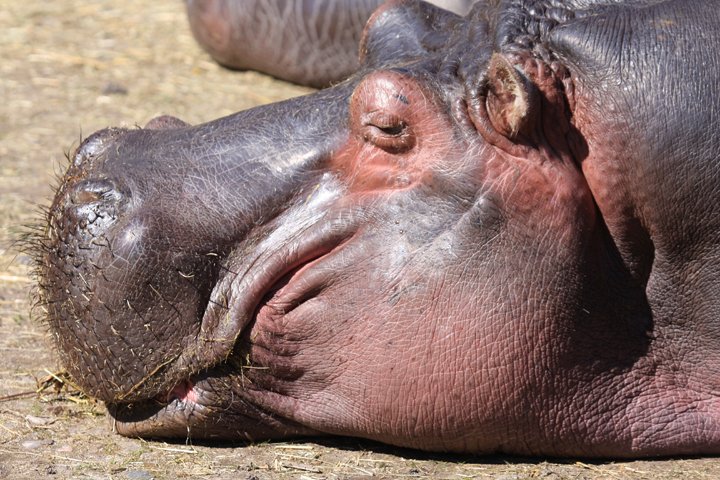 flodhest IMG_6846.jpg - Flodhest (Hippopotamus amphibius) 