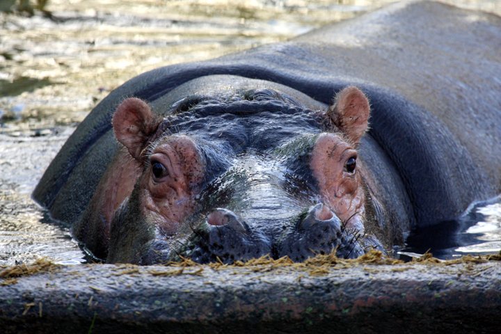 flodhest IMG_7400.jpg - Flodhest (Hippopotamus amphibius)