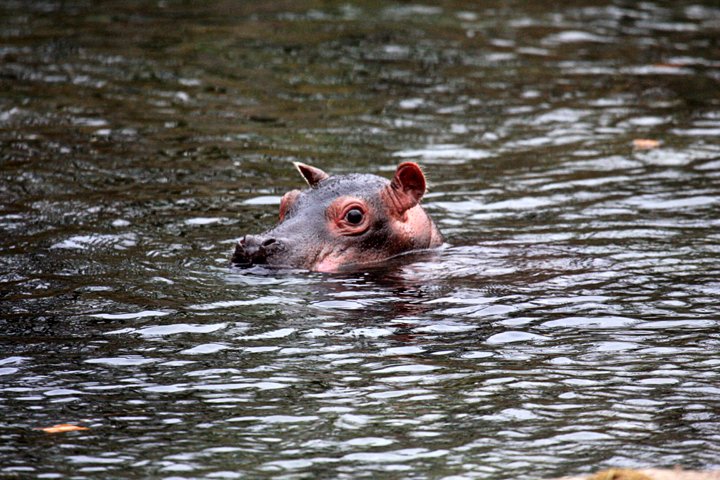 flodhest unge IMG_2546.jpg - Flodhest unge (Hippopotamus amphibius)