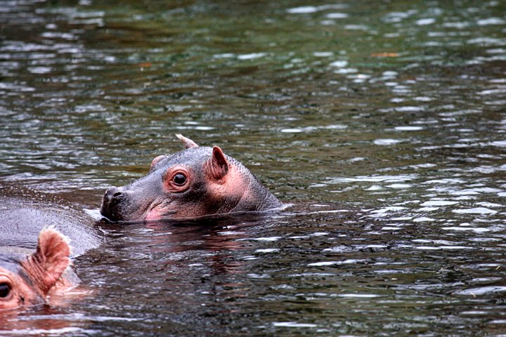 flodheste IMG_2553.jpg - Flodhest unge  (Hippopotamus amphibius)