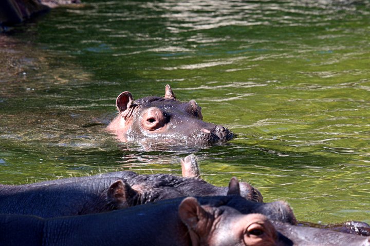 flodheste-IMG_2166.jpg - Flodhest med unge  (Hippopotamus amphibius)