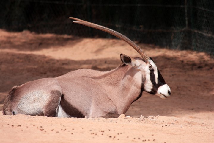 Gemsbok IMG_3514.jpg - Gemsbok (Oryx gazella)