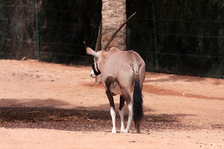 Gemsbok IMG_3515.jpg - Gemsbok (Oryx gazella)