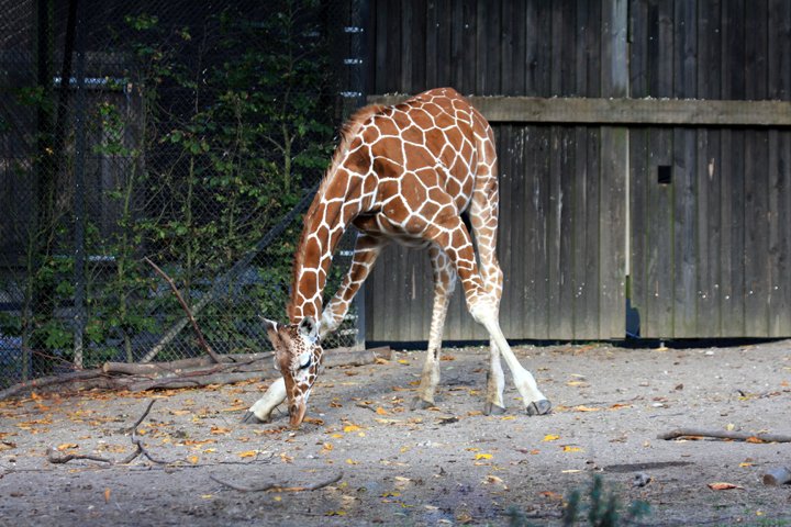 Giraf IMG_1434.jpg - Giraf (Giraffa camelopardalis reticulata)