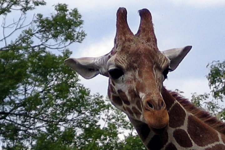 giraf 116_1666.jpg - Giraf (Giraffa camelopardalis reticulata)