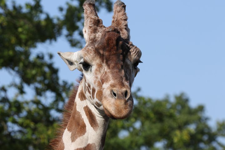 giraf 250A0919.jpg - Giraf (Giraffa camelopardalis reticulata)