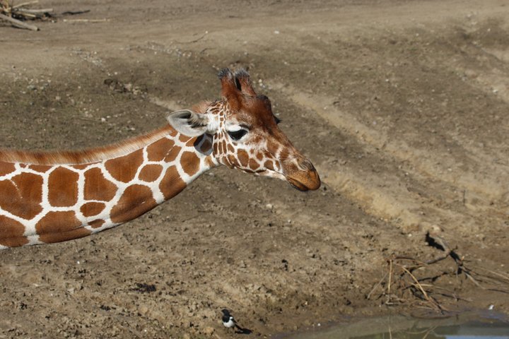 giraf 250A7831.jpg - Giraf (Giraffa camelopardalis reticulata)