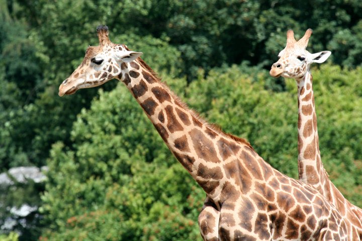 giraf IMG_0876.jpg - Giraf (Giraffa camelopardalis reticulata)