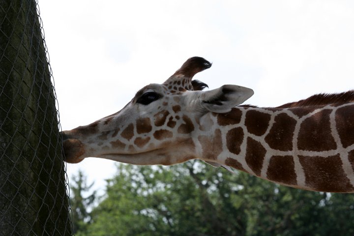 giraf IMG_0888.jpg - Giraf (Giraffa camelopardalis reticulata)