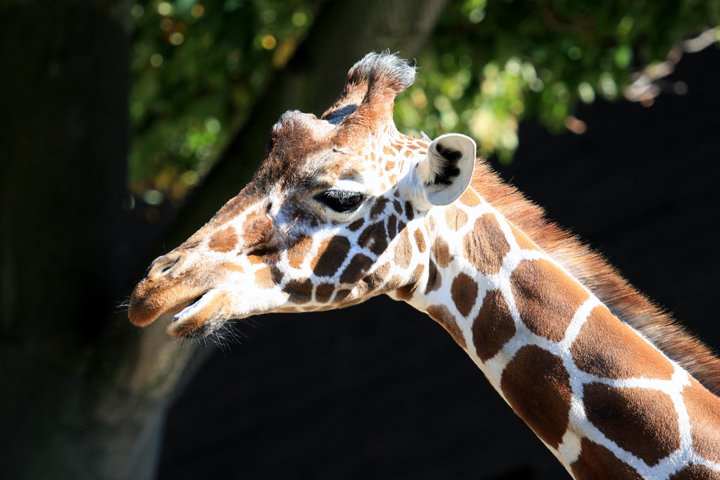 giraf IMG_6856.jpg - Giraf (Giraffa camelopardalis reticulata)