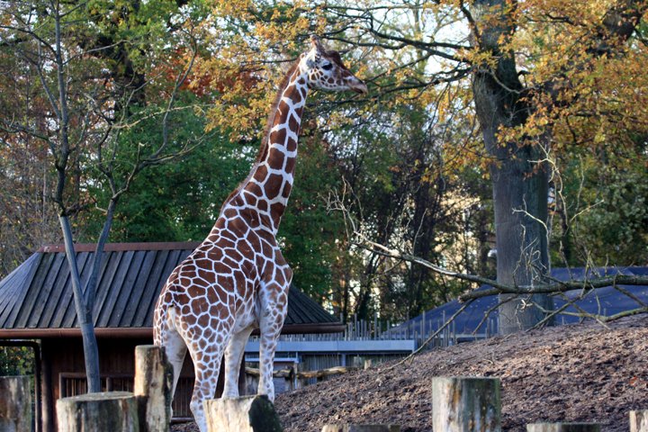 giraf IMG_7394.jpg - Giraf (Giraffa camelopardalis reticulata)