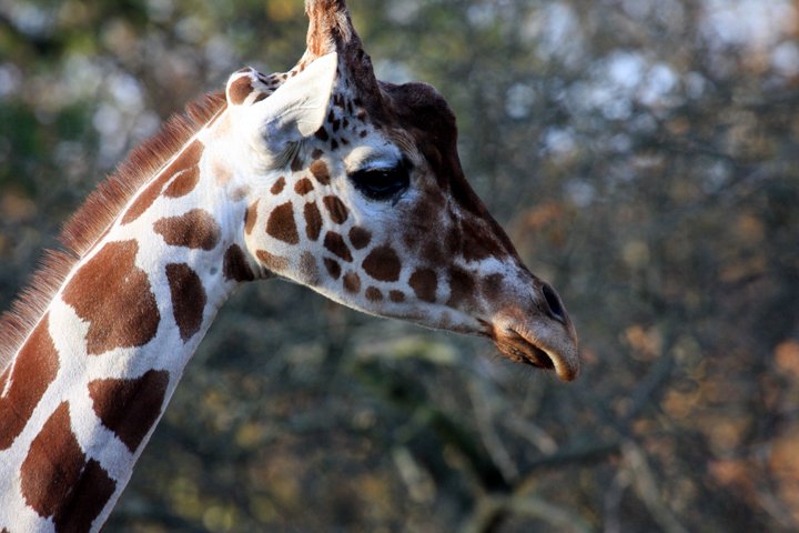 giraf IMG_7396.jpg - Giraf (Giraffa camelopardalis reticulata)
