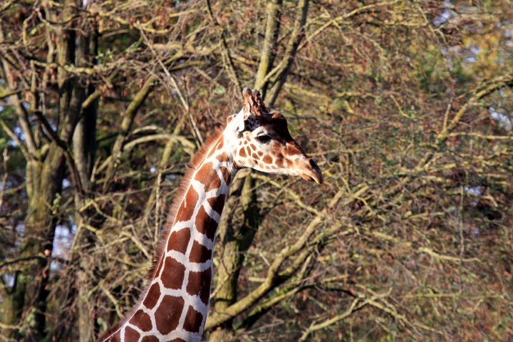 giraf IMG_7407.jpg - Giraf (Giraffa camelopardalis reticulata)