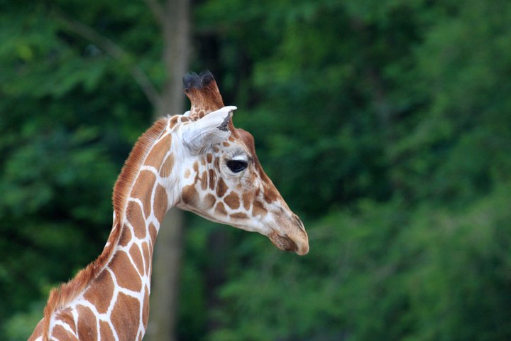 giraf IMG_9977.jpg - Giraf (Giraffa camelopardalis reticulata)