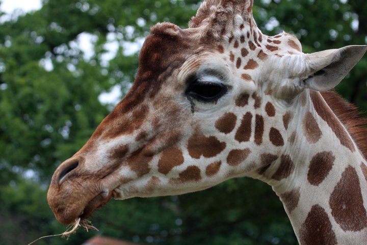 giraf IMG_9980.jpg - Giraf (Giraffa camelopardalis reticulata)
