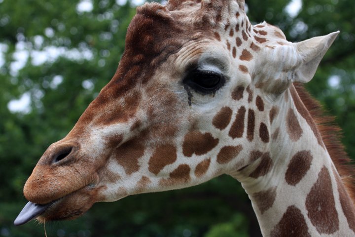 giraf IMG_9981.jpg - Giraf (Giraffa camelopardalis reticulata)