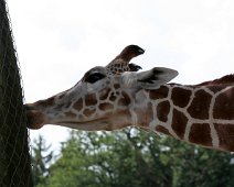 giraf IMG_0888