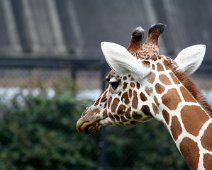 giraf IMG_1235