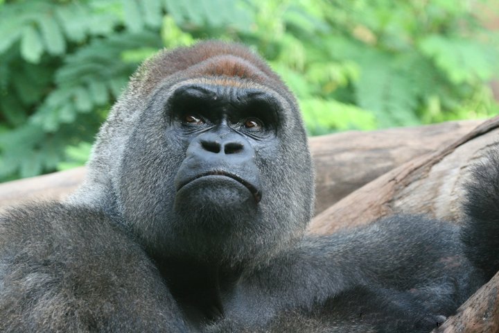 Gorilla IMG_2149.jpg - Gorilla (Gorilla)