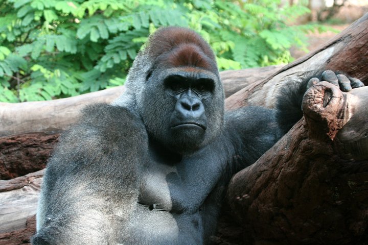 Gorilla IMG_2153.jpg - Gorilla (Gorilla)