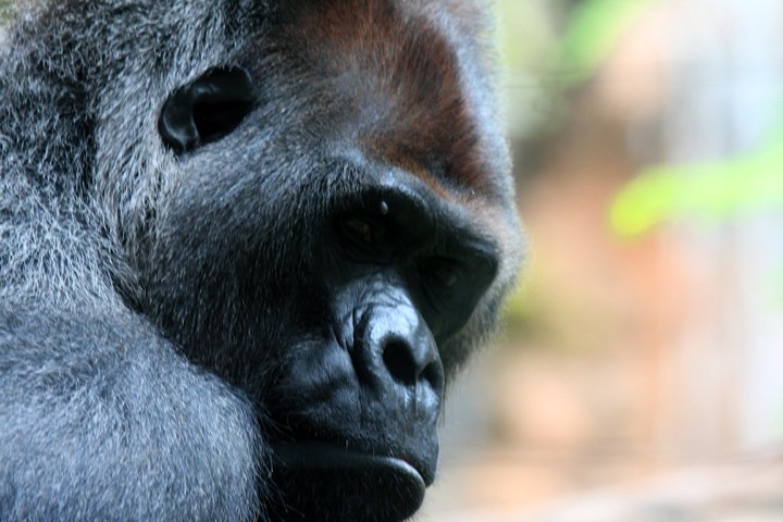 gorilla IMG_0887.jpg - Gorilla (Gorilla)