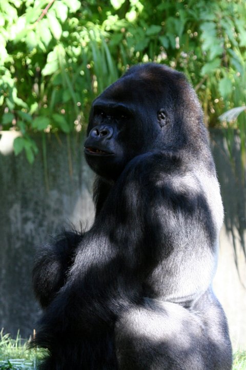 gorilla IMG_1649.jpg - Gorilla (Gorilla)
