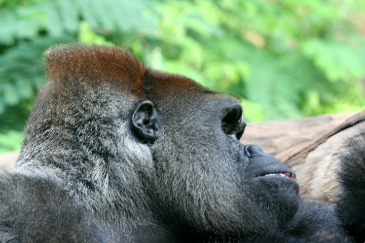 gorilla IMG_2146.jpg - Gorilla (Gorilla)