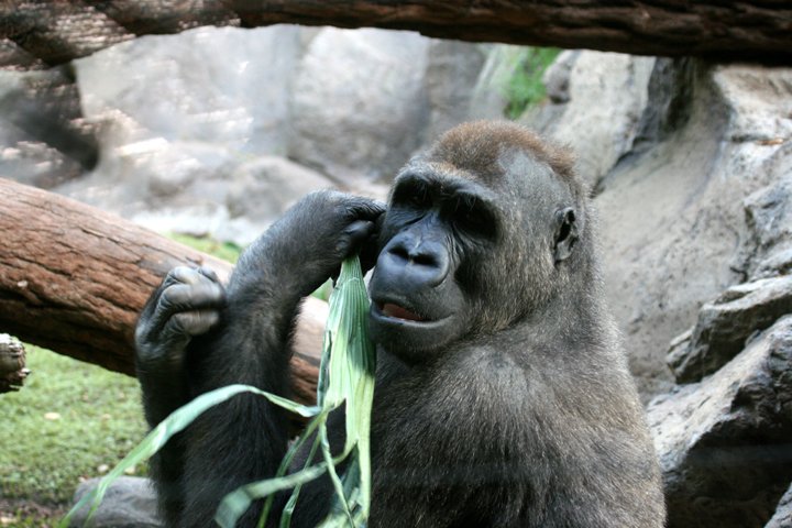 gorilla IMG_2157.jpg - Gorilla (Gorilla)