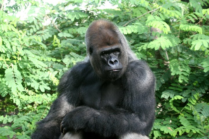 gorilla IMG_2163.jpg - Gorilla (Gorilla)