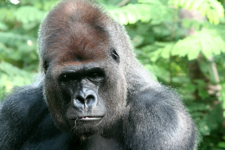 gorilla IMG_2164.jpg - Gorilla (Gorilla)